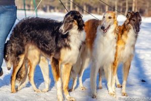 Гости из прошлого 4 груминг в долгопрудном borzoi russian hunting sighthound 04 стрижка собак в хлебниково
